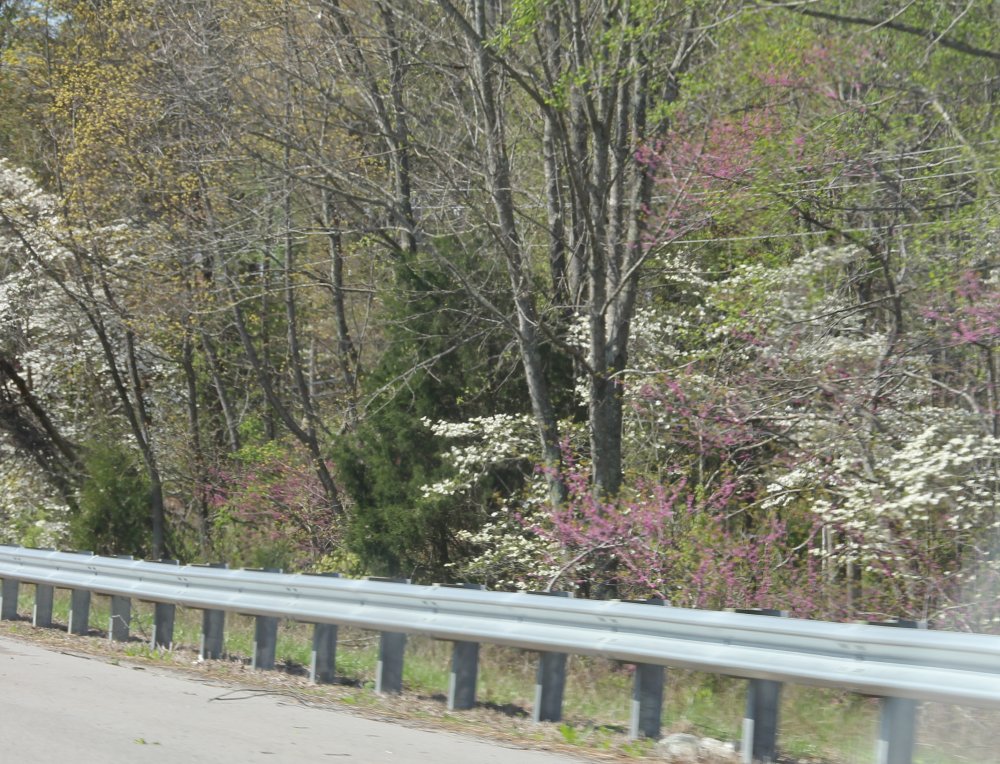 Kentucky Roadside with Dogwood and Redbuds in Bloom